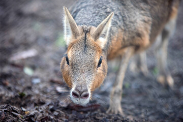 Naklejka na ściany i meble patagonian hare in very close up