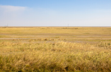Obraz premium Steppe yellow grass in Kazakhstan. Astana, Central Asia