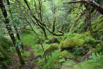 Green forest trail in Rogaland, Norway