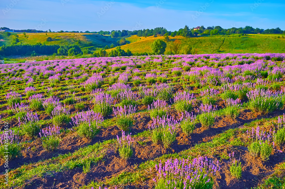 Wall mural Purple lavender blossom