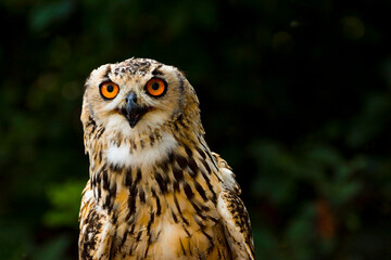 Portrait of a Large Indian eagle-owl with natural background