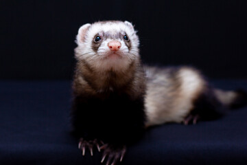 The cute funny ferret portrait banner copy space