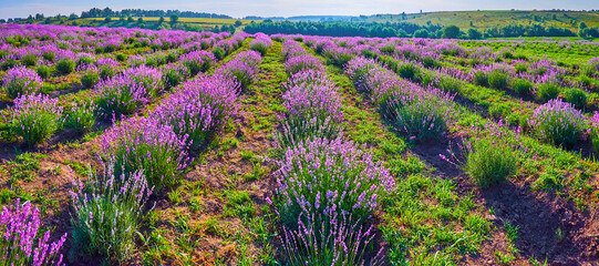 Panorama of the beautiful purple lavender field