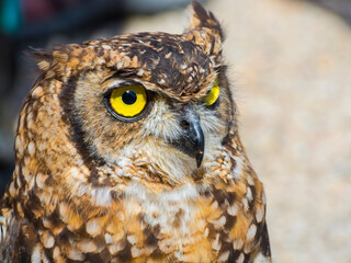Close portrait of an African spotted eagle-owl