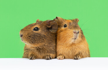 two brown Funny-looking guinea pig isolated on green background