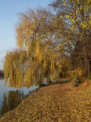 Willow tree by a pond in autumn colors