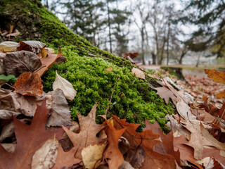 Green mossy tree and brown leaves on the ground