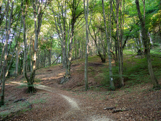 A path in the early autumn forest