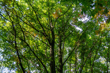 A bright green canopy