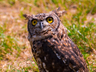African spotted eagle-owl on the ground during a bird show