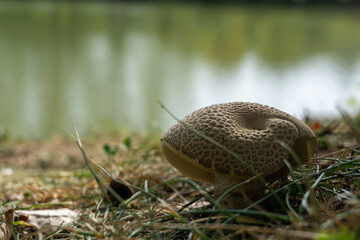 Mushroom hidden behind blades of grass on the lake shore