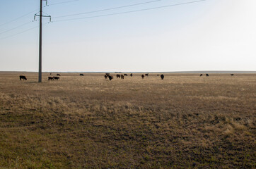Cows grazing on steppe pastures in Kazakhstan, near Astana