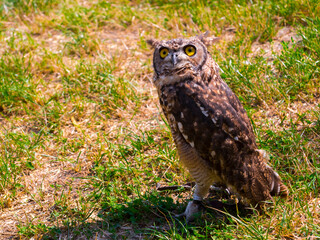 African spotted eagle-owl on the ground during a bird show