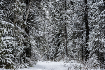 Natural background. Winter landscape of a spruce forest after a snowfall.