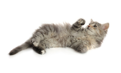 Fototapeta premium Cute fluffy kitten on white background. Baby animal