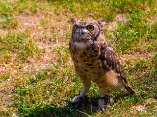 African spotted eagle-owl on the ground during a bird show