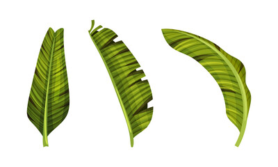 Exotic tropical palm leaves set. Green jungle plants vector illustration