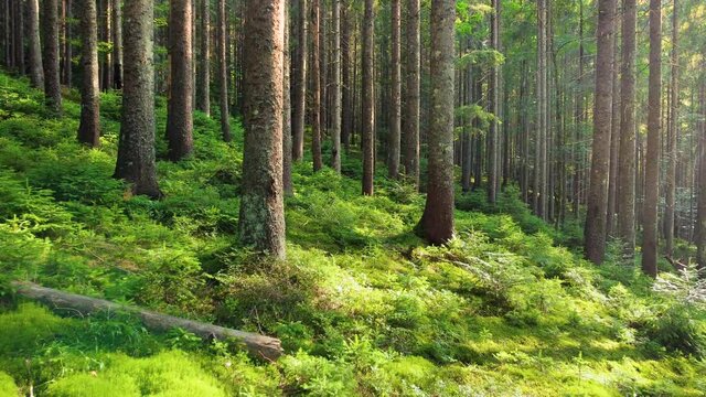 Magical forest in the morning time. Walking through Coniferous forest with Powerful trees, Untouched pure nature, the concept of purity. Smooth movement between branches, Gimbal shot