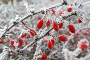 Strauch mit roten Beeren von Frost bedeckt Berberitze - Berberis vulgaris 