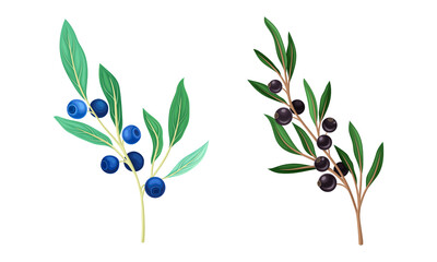 Set of wild berries twigs. Black bird cherry and blueberry branches vector illustration