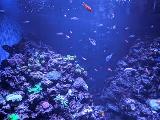 Naklejka na ściany i meble coral reef in water