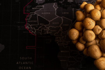 Shimeji mushrooms, brown varieties of mushrooms - edible mushroom, on black background