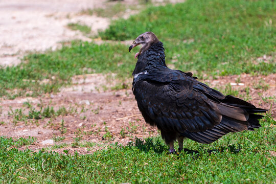 American turkey vulture is walking on the ground