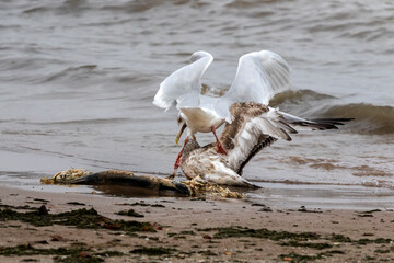 Seagulls fighting for a dead fish on the shore of lake Michigan