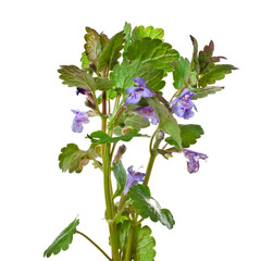 Creeping charlie (Glechoma hederacea) know as ground-ivy, gill-over-the-ground, alehoof, tunhoof, catsfoot, field balm, run-away-robin isolated on a white background.