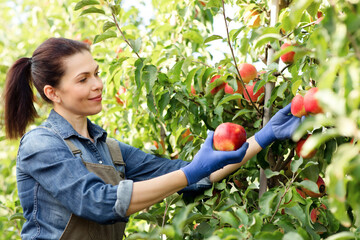 Autumn and spring organic harvest on farm, seasonal gardening, natural fruits