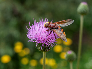 An insect collects some pollen on a purple thistle flower.