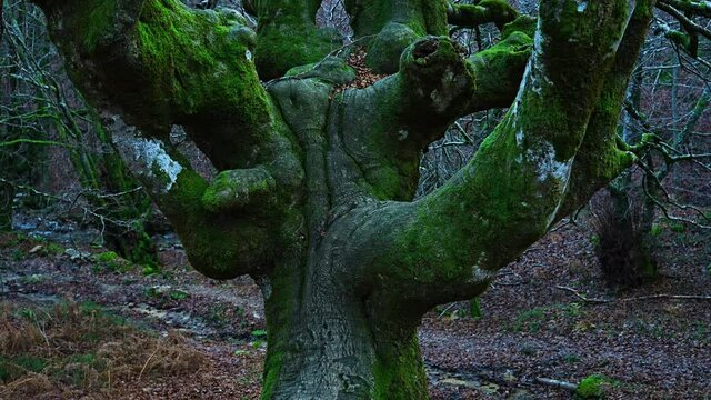 Pollarded beech forest in winter in Gorbeia Natural Park, Alava, Basque Country, Spain, Europe