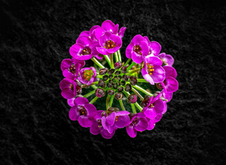 Top view of a flower on a black background. Photo from above.