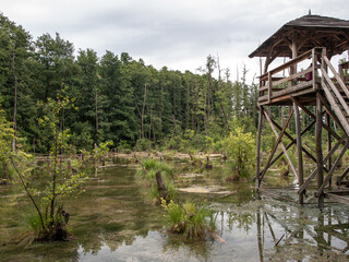 A plateau in the middle of the swamp. The trees are reflected on the surface of the water.