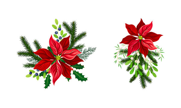 Poinsettia flower set. Christmas decorations with red flowers and fir tree branches vector illustration