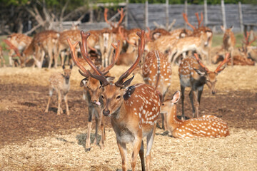 A large herd of graceful deer on an eco-farm to restore the population of rare animals. Selective focus.