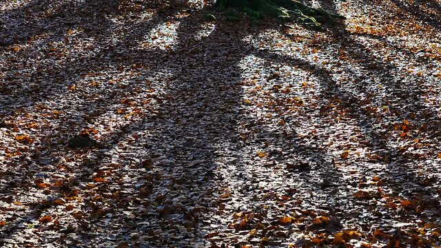 Pollarded beech forest in winter in Gorbeia Natural Park, Alava, Basque Country, Spain, Europe