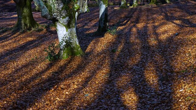 Pollarded beech forest in winter in Gorbeia Natural Park, Alava, Basque Country, Spain, Europe