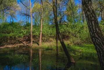 Obraz premium river in the forest