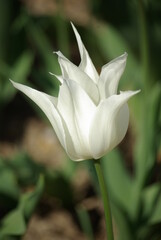 Tulipe blanche au jardin