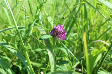 flower on green grass