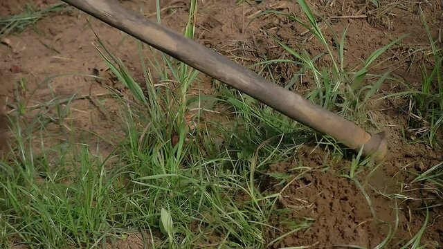 Slow motion of field worker clearing soil from grass and weeds with a hoe as a soil preparation before planting