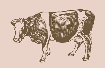 Vector cow , sepia illustration,farm animal