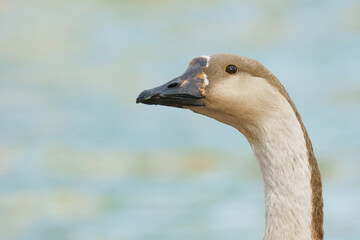 Goose, close up portrait of African swan goose (Anser cygnoides)
