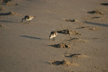 Sandpiper bird on the beach