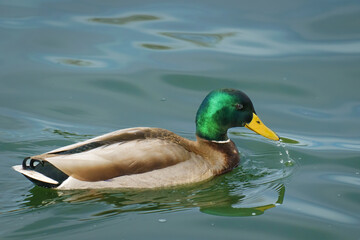 Mallard duck (Anas platyrhynchos) floating on water in sunny day. Close up portrait of  wild duck