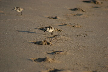 Sandpiper bird on the beach