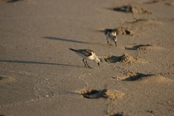 Sandpiper bird on the beach