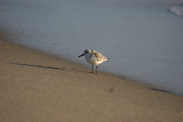Sandpiper bird on the beach