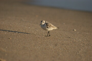 Sandpiper bird on the beach